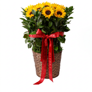 The Sunflower Garden