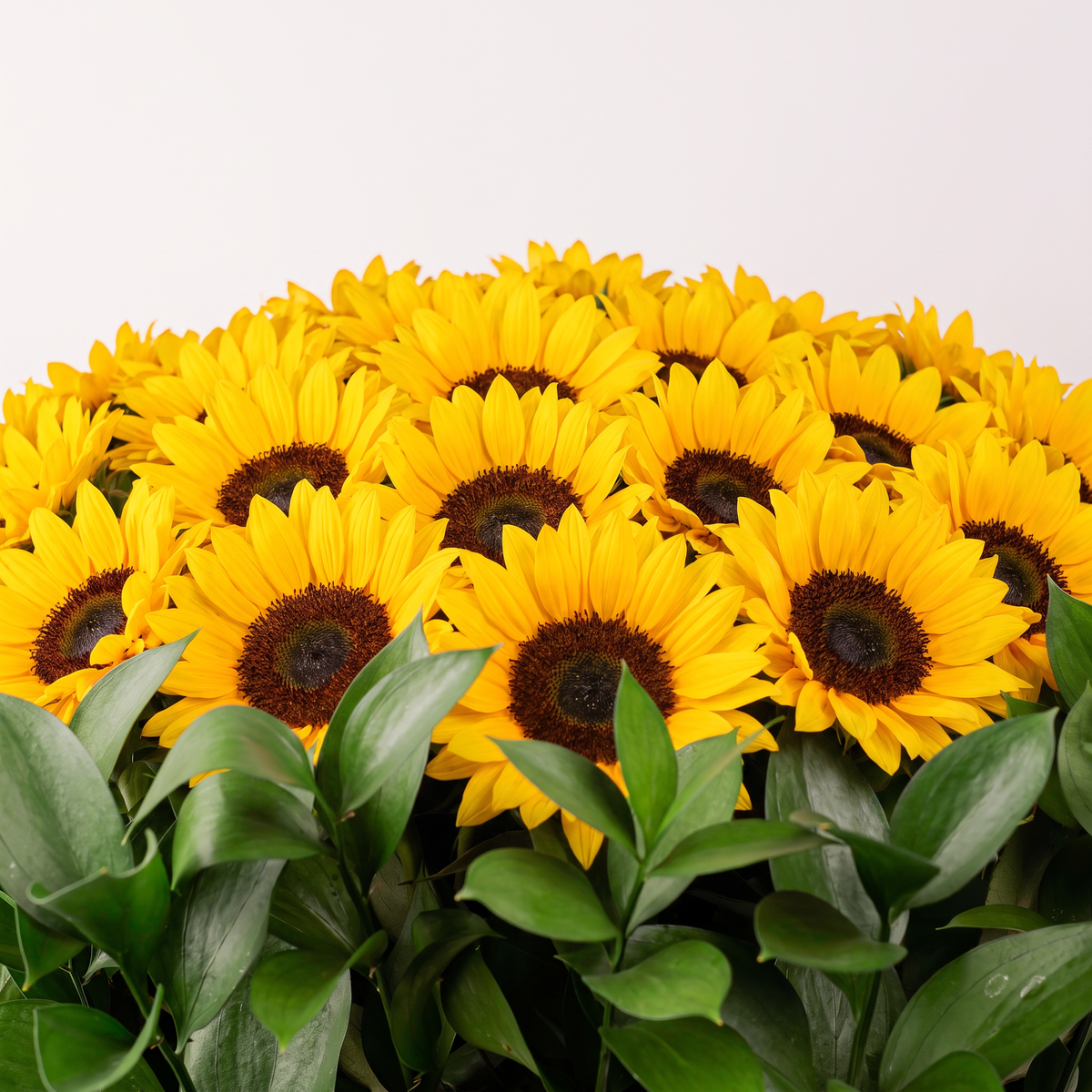 The Sunflower Garden